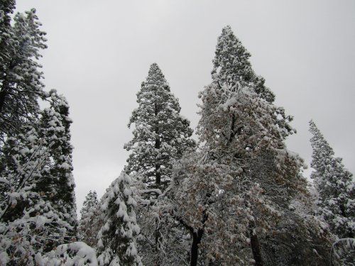 snow in trees